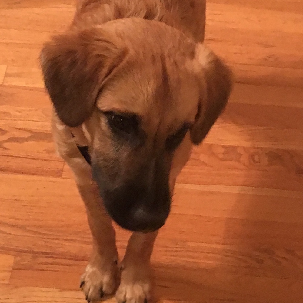 Meet your Posher, Ava